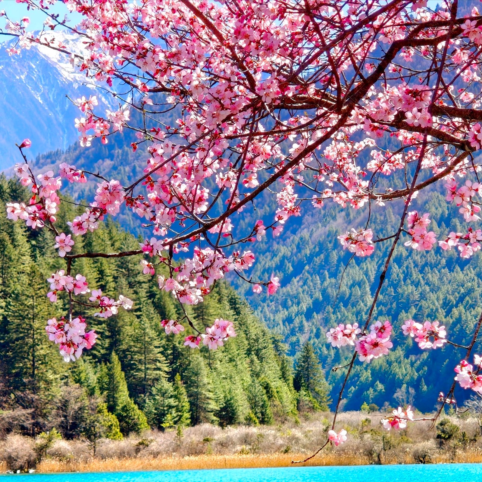 Jiuzhaigou & Huanglong + Minjiang Source 3D2N VIP Tour (2–9 Pax) - Image 2